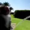 😅 Эмодзи «Monkeys» для Telegram
