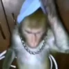 🌟 Эмодзи «Monkeys» для Telegram