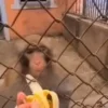🍌 Эмодзи «Monkeys» для Telegram