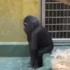 🥳 Эмодзи «Monkeys» для Telegram
