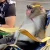 😎 Эмодзи «Monkeys» для Telegram