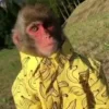 😎 Эмодзи «Monkeys» для Telegram