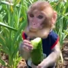 😄 Эмодзи «Monkeys» для Telegram