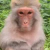 😂 Эмодзи «Monkeys» для Telegram