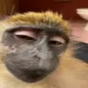😏 Эмодзи «Monkeys» для Telegram