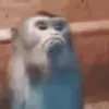 ☹️ Эмодзи «Monkeys» для Telegram