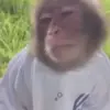 😒 Эмодзи «Monkeys» для Telegram