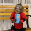 😜 Эмодзи «Monkeys» для Telegram