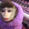 🫦 Эмодзи «Monkeys» для Telegram