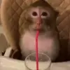 🤪 Эмодзи «Monkeys» для Telegram