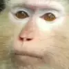 🤨 Эмодзи «Monkeys» для Telegram
