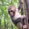 😁 Эмодзи «Monkeys» для Telegram