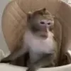 🤓 Эмодзи «Monkeys» для Telegram