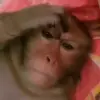 Эмодзи Monkeys для Telegram — скачать