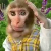 😐 Эмодзи «Monkeys» для Telegram