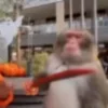 🔪 Эмодзи «Monkeys» для Telegram