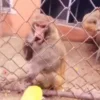🍌 Эмодзи «Monkeys» для Telegram