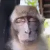 😁 Эмодзи «Monkeys» для Telegram