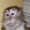 😢 Эмодзи «Monkeys» для Telegram