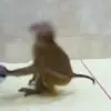 😈 Эмодзи «Monkeys» для Telegram