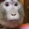🤯 Эмодзи «Monkeys» для Telegram