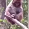 😁 Эмодзи «Monkeys» для Telegram