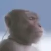🙉 Эмодзи «Monkeys» для Telegram