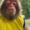 😞 Эмодзи «Monkeys» для Telegram