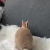 🐰 Эмодзи «Кролики 2» для Telegram