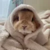 🐰 Эмодзи «Кролики 2» для Telegram