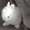 🐰 Эмодзи «Кролики 2» для Telegram