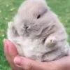 🐰 Эмодзи «Кролики 2» для Telegram