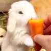 🐰 Эмодзи «Кролики 2» для Telegram