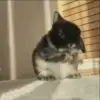 🌟 Эмодзи «Кролики 2» для Telegram
