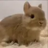 🌟 Эмодзи «Кролики 2» для Telegram