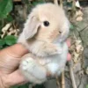 🐰 Эмодзи «Кролики 2» для Telegram