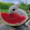🌟 Эмодзи «Кролики 2» для Telegram