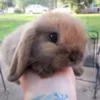 🐰 Эмодзи «Кролики 2» для Telegram