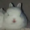 🐰 Эмодзи «Кролики 2» для Telegram