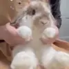 🐰 Эмодзи «Кролики 2» для Telegram