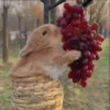 🌟 Эмодзи «Кролики 2» для Telegram