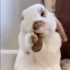 🐰 Эмодзи «Кролики 2» для Telegram