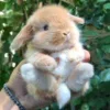 🐰 Эмодзи «Кролики 2» для Telegram