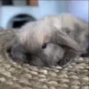 🌟 Эмодзи «Кролики 2» для Telegram