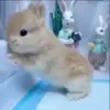 🌟 Эмодзи «Кролики 2» для Telegram