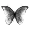 🦋 Эмодзи «Endless» для Telegram