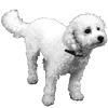 🐾 Эмодзи «𓆩 ᨦ 𝑒𝑛𝑑𝑙𝑒𝑠𝑠𝑙𝑦𝑝𝑎𝑖𝑛𝒻𝑢𝑙» для Telegram