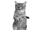 🐾 Эмодзи «𓆩 ᨦ 𝑒𝑛𝑑𝑙𝑒𝑠𝑠𝑙𝑦𝑝𝑎𝑖𝑛𝒻𝑢𝑙» для Telegram
