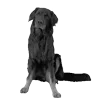 🐾 Эмодзи «𓆩 ᨦ 𝑒𝑛𝑑𝑙𝑒𝑠𝑠𝑙𝑦𝑝𝑎𝑖𝑛𝒻𝑢𝑙» для Telegram