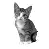 🐾 Эмодзи «𓆩 ᨦ 𝑒𝑛𝑑𝑙𝑒𝑠𝑠𝑙𝑦𝑝𝑎𝑖𝑛𝒻𝑢𝑙» для Telegram